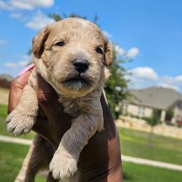 Tony - Cream male Goldendoodle puppy in Forney, Texas from Cityline Goldendoodles