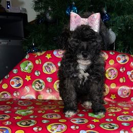 Girl 1 - Cafe au lait Maltipoo puppy in Salinas, California from Sugar's Maltipoo's and Frenchies