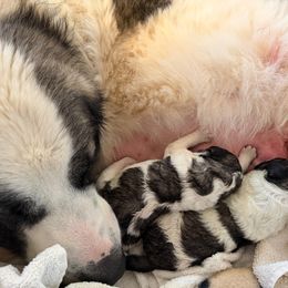 Pyrenean Mastiff Puppies from Bella Dulce