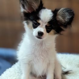 Joe - White black and tan male Papillon puppy in Blythewood, South Carolina from Southern Peach