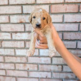 Blue - Apricot male Goldendoodle puppy in Prattville, Alabama from Jericho Junction Doodles and Poodles