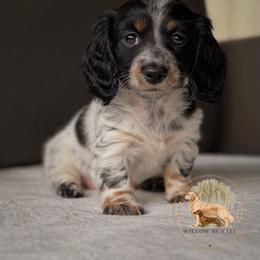 Marley - Piebald female Dachshund puppy in Lumber City, Georgia from Willow Run LLC