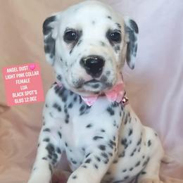 Angel Dust (Light Pink Collar Female) LUA - White and black female Dalmatian puppy in Raymondville, Missouri from Wagner's Dalmatian's