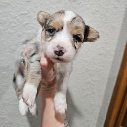 Xena - Blue female Pembroke Welsh Corgi puppy in Norwood, Missouri from McGraw's Paws 🐾