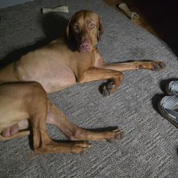 Loki - Vizsla