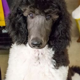 Poodle Puppies from N'Co. Parti Poodles