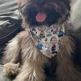 Havanese from Happy Go Lucky Havanese
