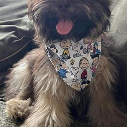 Havanese from Happy Go Lucky Havanese