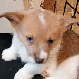 Cobalt - Sable and white American Corgi puppy in Ellensburg, Washington from Faery Mount Farm