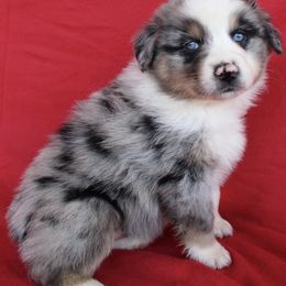 Australian Shepherd Puppies from Moss' Cross Creek Aussie’s