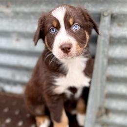 Gunner ASCA AKC - Red tri-color male Australian Shepherd puppy in Blomkest, Minnesota from Meljestic Farms