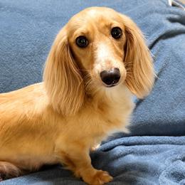 Emma Lou - Dachshund