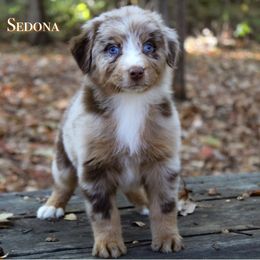 Sedona - Red merle female Australian Shepherd puppy in Coldwater, Michigan from Northern Star Australian Shepherds