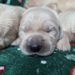 Boy 1 - Golden male Golden Retriever puppy in Niles, Michigan from Christiana Creek Goldens