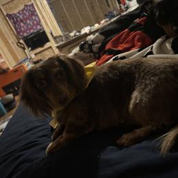Dachshund All Grown Up from Wideners Dachshunds