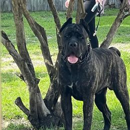 Cane Corso All Grown Up from Armonno Cane Corso