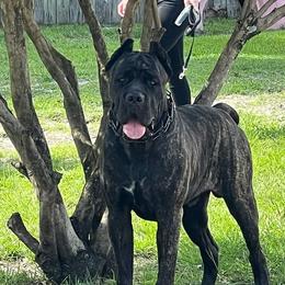Cane Corso All Grown Up from Armonno Cane Corso