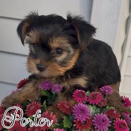 Porter - Black and tan male Yorkshire Terrier puppy in London, Kentucky from Soto Yorkies