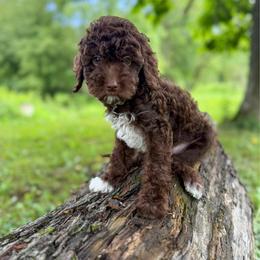 Cosmic - Chocolate male Goldendoodle puppy in Warsaw, Ohio from Lovabledoodles