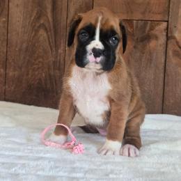 Princess - Fawn female Boxer puppy in Preston, Maryland from Katie's Pups