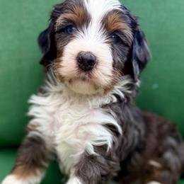 Honey (yellow collar girl) - Tri-color female Bernedoodle puppy in Colorado Springs, Colorado from Mercy Mountain Bernedoodles
