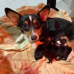 Maple - Pembroke Welsh Corgi