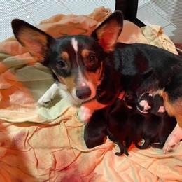 Maple - Pembroke Welsh Corgi