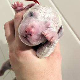 Red - White and black male Dalmatian puppy in Austin, Texas from Dazzling Dalz