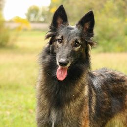 Mayhem - Belgian Tervuren