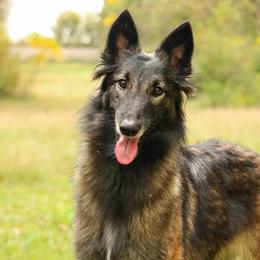 Mayhem - Belgian Tervuren