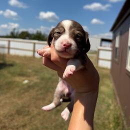 Kitty - Sable female Dachshund puppy in Nashville, Arkansas from Cuddles n Curls
