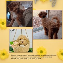 Daisy - Goldendoodle