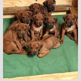 Rhodesian Ridgeback Puppies from Zambezi River Ridgebacks