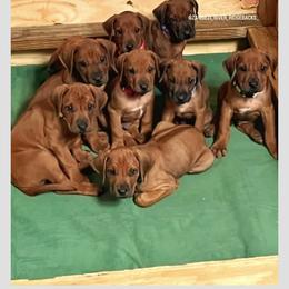 Rhodesian Ridgeback Puppies from Zambezi River Ridgebacks