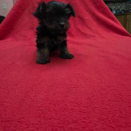 Maverick - Blue and gold male Yorkshire Terrier puppy in Perry, Florida from Lanes-Scraps