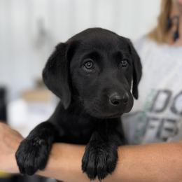 Peach - Black female Labrador Retriever puppy in Derby, Kansas from Wheatland Retrievers