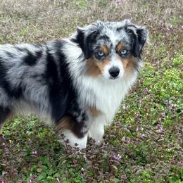 Rip - Miniature American Shepherd