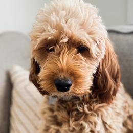 Ella - Goldendoodle
