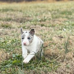 Fig - Blue merle female Border Collie puppy in Owenton, Kentucky from Three16 Ranch