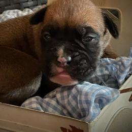 Boxers from Rogers Farm’s Beloved Boxers