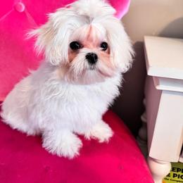 Korean Maltese Girl Tulip - White female Maltese puppy in Trinity, Alabama from Tina's Maltese