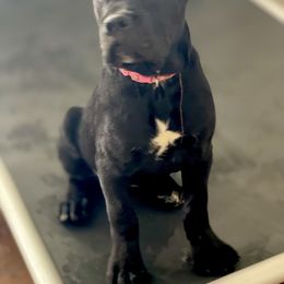 Girl 1 - Black Cane Corso puppy in Sullivan, Missouri from Midwest Cane Corso in Action