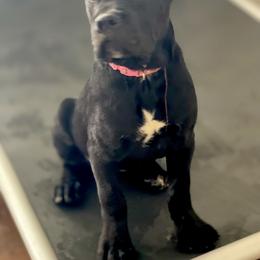 Girl 1 - Black Cane Corso puppy in Sullivan, Missouri from Midwest Cane Corso in Action