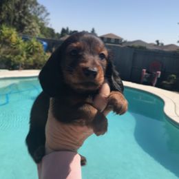 Boy 1 - Red male Dachshund puppy in Winton, California from Lashunds Miniature Dachshunds