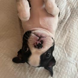 Boston Terrier Puppies from Bethelbreeders
