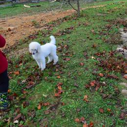 Poodle Puppies from D and D Standard Poodles