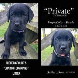Private Purple - Black female Labrador Retriever puppy in Eaton Rapids, Michigan from Higher Ground Labradors