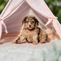 Aussiedoodle, Bordoodle, Goldendoodle, and Sheepadoodle Puppies from Crooked Creek Doodles and Poodles