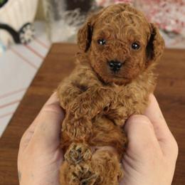 Sammy - Red  male Poodle puppy in Pottersville, Missouri from Christina Miller's Poodles