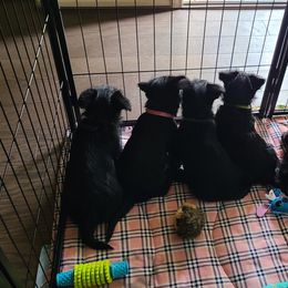 Scottish Terrier Puppies from Scotch McLaren Terriers